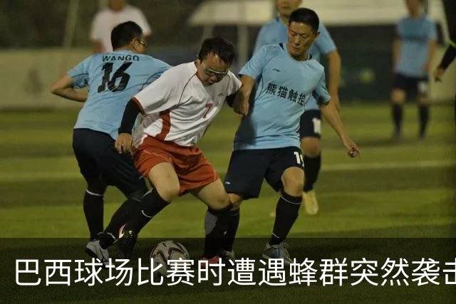 巴西球场比赛时遭遇蜂群突然袭击，大家不得不集体趴倒躲避